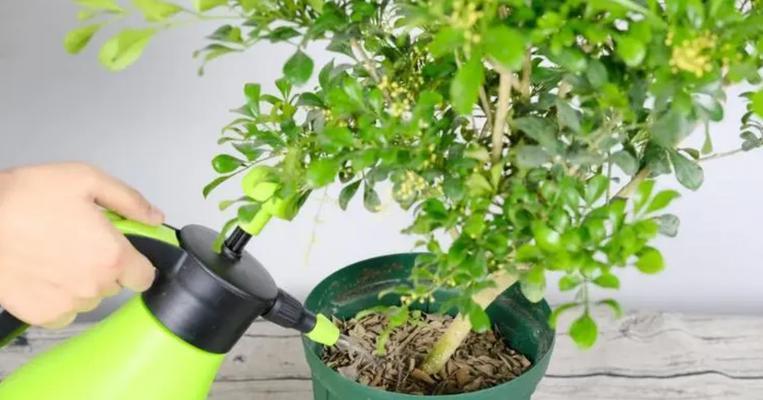 米兰植物的养殖方法有哪些？