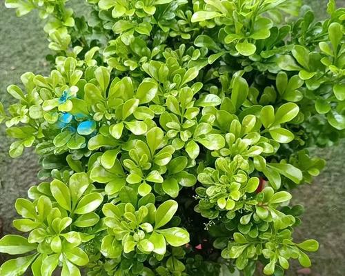 米兰植物的养殖方法有哪些？