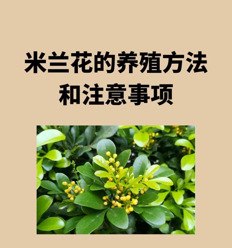 米兰植物的养殖方法有哪些？