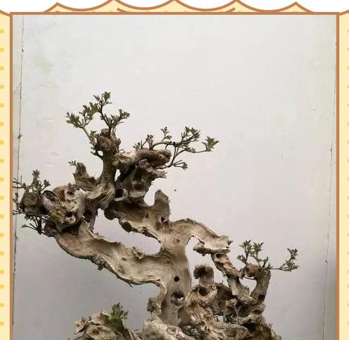 盆景桩的养护技巧有哪些？