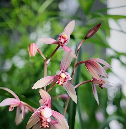 秋季适合养护哪些花草？