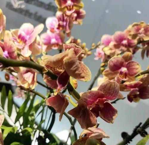 秋季适合养护哪些花草？