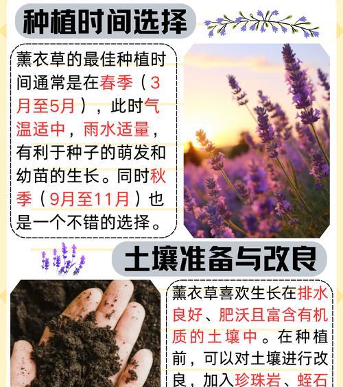 薰衣草种植有哪些常见问题及解决方法？