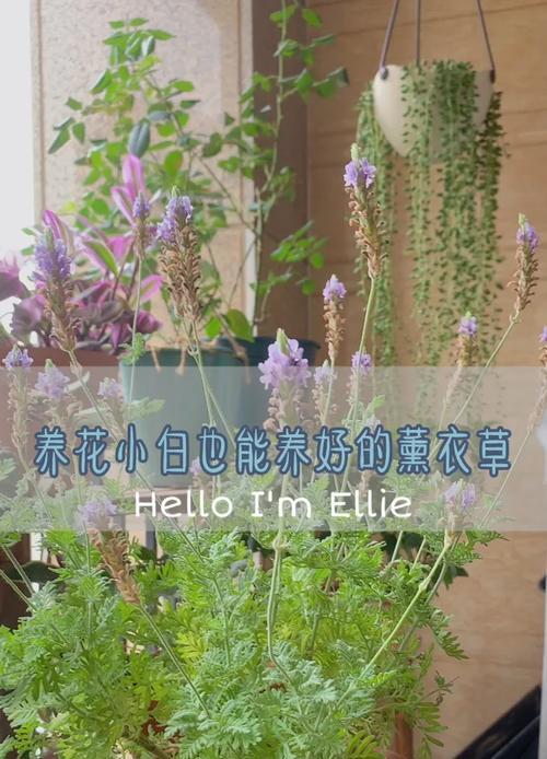 薰衣草种植有哪些常见问题及解决方法？