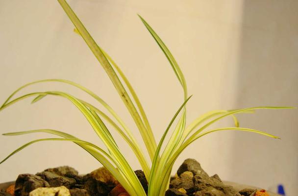 蕙兰水晶草是什么植物？