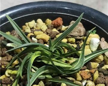 蕙兰水晶草是什么植物？