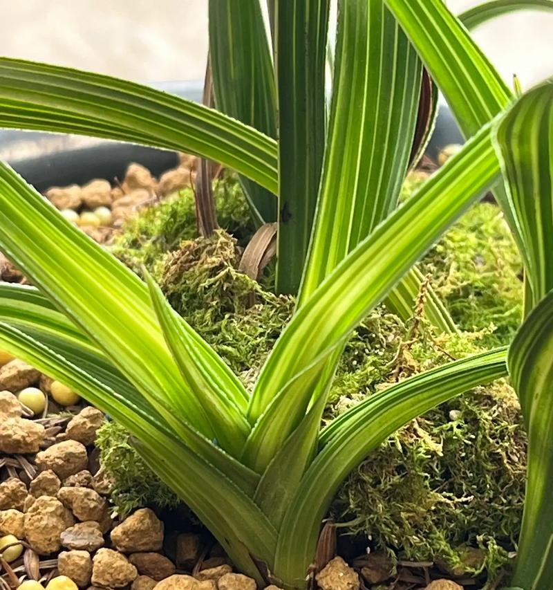 蕙兰水晶草是什么植物？