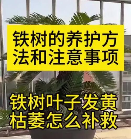 铁树培育需要注意哪些要点？