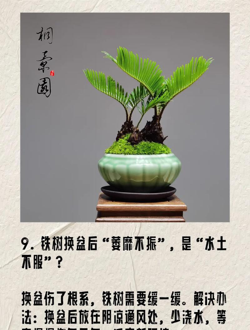 铁树培育需要注意哪些要点？