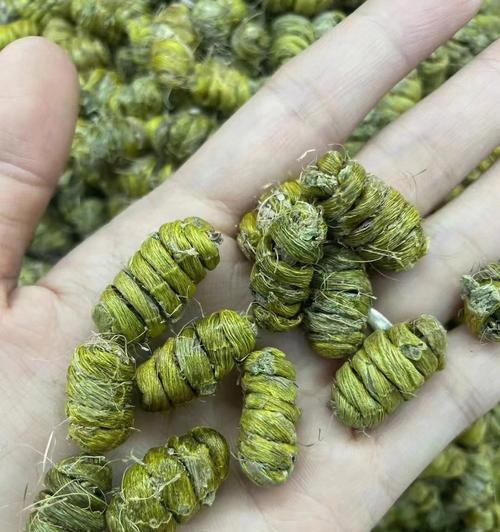 铁皮石斛的养护技巧有哪些？如何正确养护铁皮石斛？