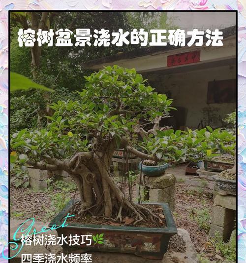 榕树生根方法有哪些？如何促进榕树快速生根？