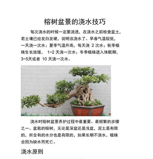 榕树生根方法有哪些？如何促进榕树快速生根？