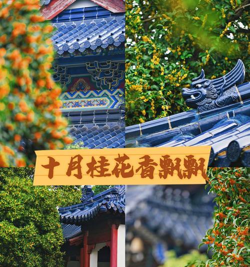 桂花有哪些种类？不同种类的桂花有哪些特点？