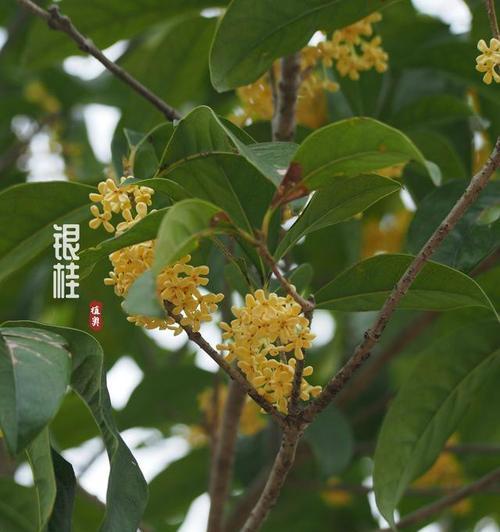 桂花有哪些种类？不同种类的桂花有哪些特点？