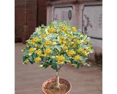 桂花有哪些种类？不同种类的桂花有哪些特点？