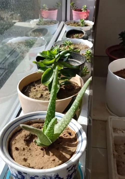 菊花出现黄叶时应该怎么办？