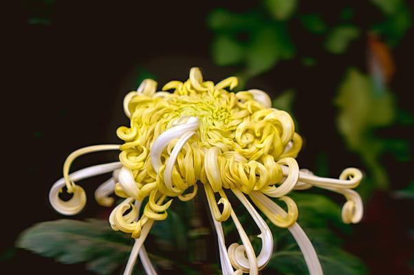 菊花出现黄叶时应该怎么办？
