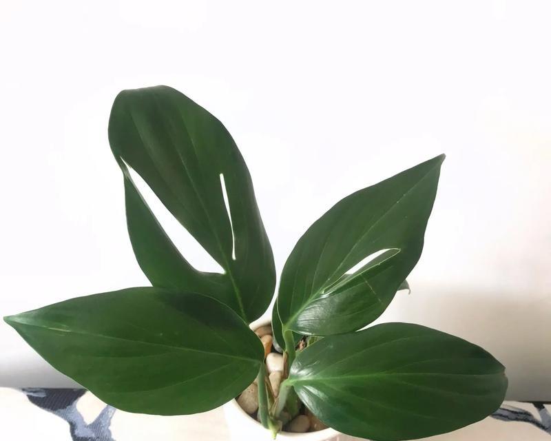 麒麟尾盆栽的养殖技巧有哪些？