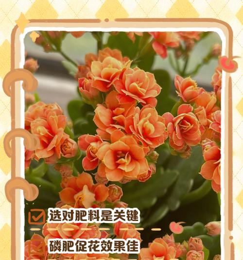 哪些花卉需要施用磷肥？