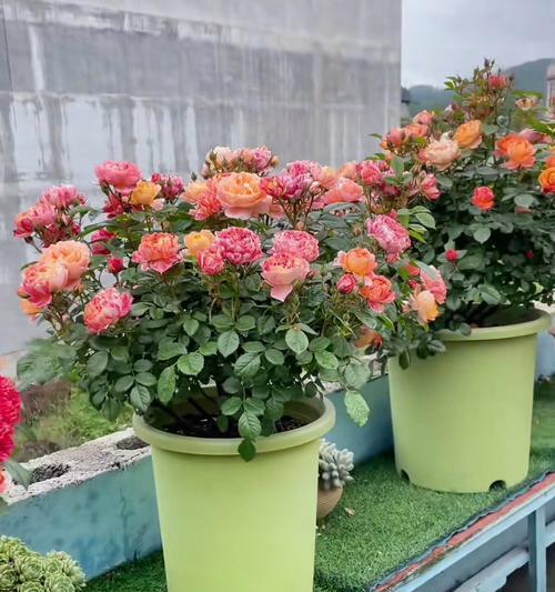 哪些花卉需要施用磷肥？