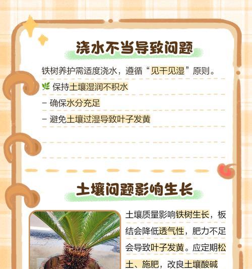 铁树养殖有哪些要点？如何处理铁树的黄叶问题？