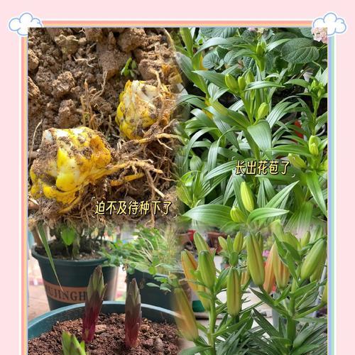 百合花种植方法是什么？百合花种植需要注意什么？