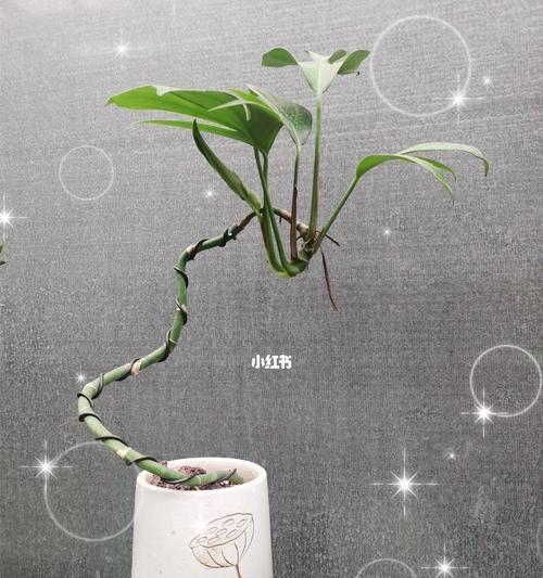 麒麟盆景的养殖要点是什么？