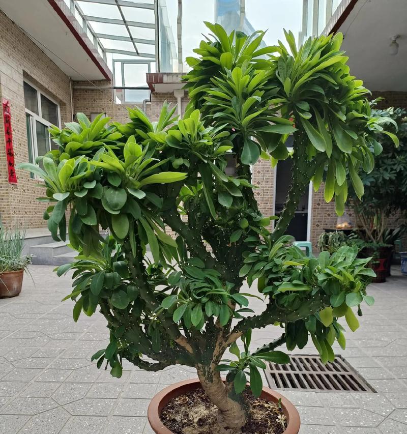 麒麟盆景的养殖要点是什么？