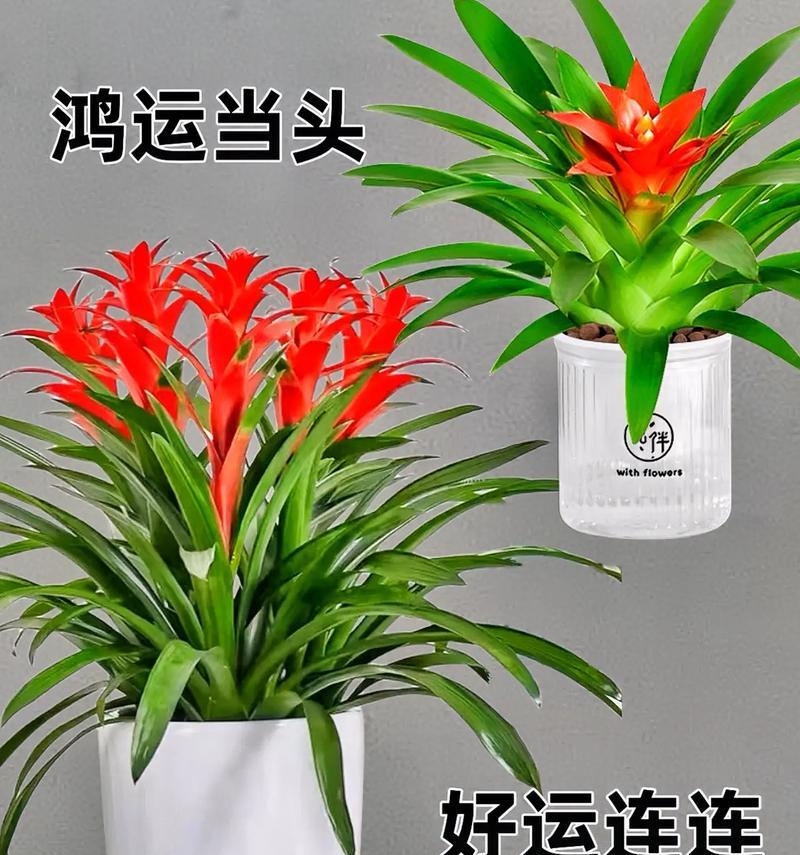 红运当头花的养殖方法和注意事项是什么？