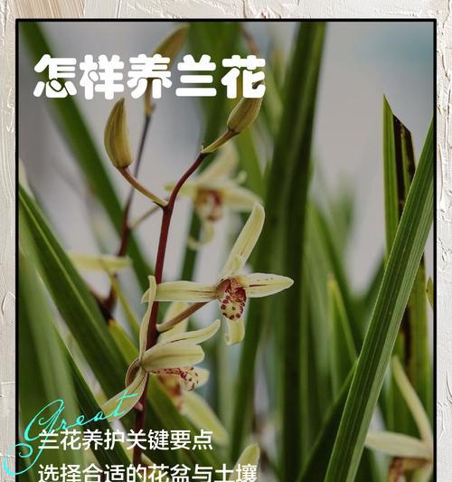 花卉兰花的养护要点是什么？