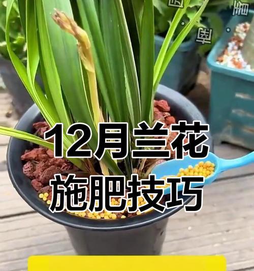 花卉兰花的养护要点是什么？