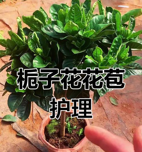 栀子花浇水的正确方法是什么？