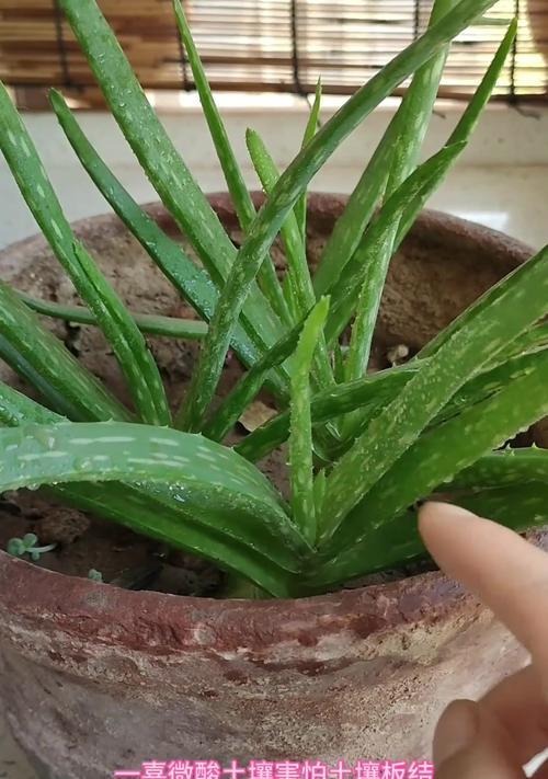 芦荟叶子出现黑点是什么原因？如何处理？