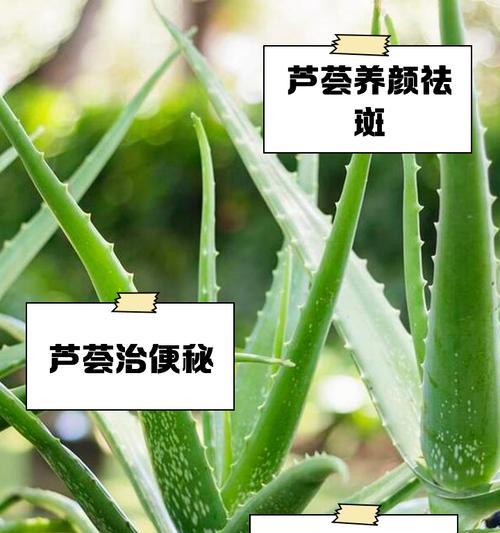 芦荟叶子出现黑点是什么原因？如何处理？