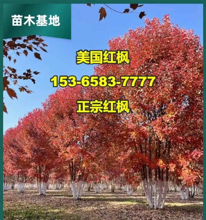 美国红枫养护技巧是什么？如何保持其秋季色彩？