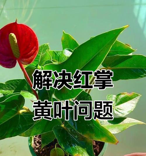 红掌叶子发黄的原因是什么？