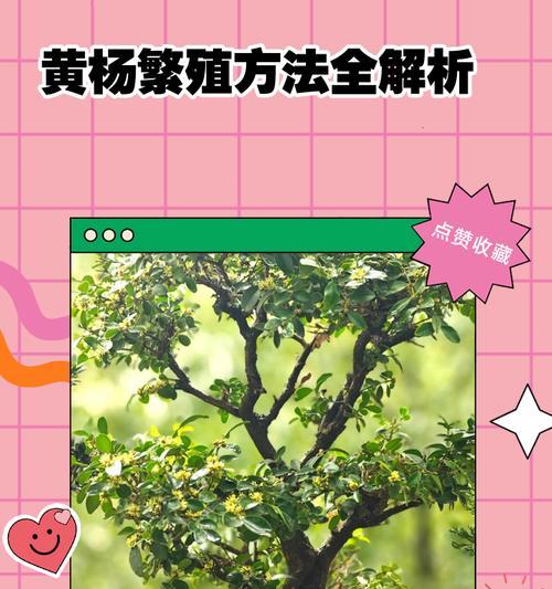 珍珠黄杨的养护技巧和注意事项有哪些？
