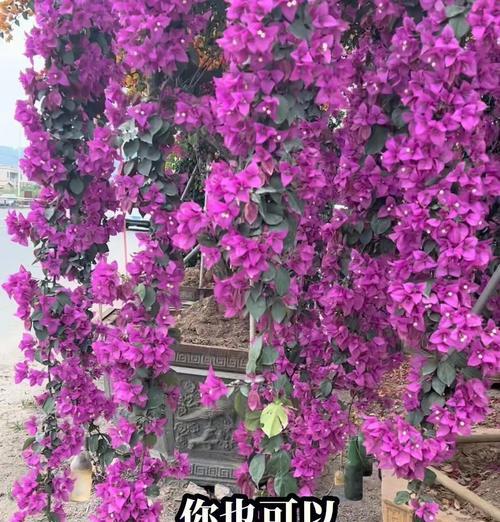 夏季三角梅怎么浇水？正确的浇水频率和量是多少？