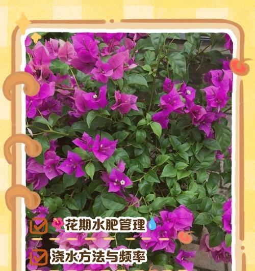 夏季三角梅怎么浇水？正确的浇水频率和量是多少？