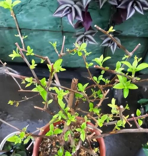 夏季三角梅怎么浇水？正确的浇水频率和量是多少？