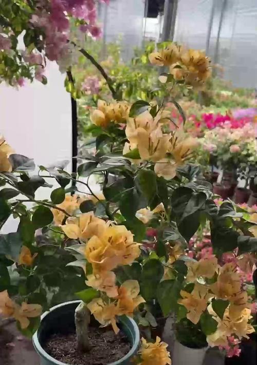 红掌怎么养才能开出美丽的花朵？