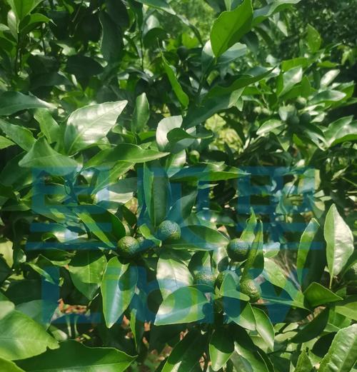 橘子树修剪技巧：橘子树修剪的最佳时机和方法是什么？