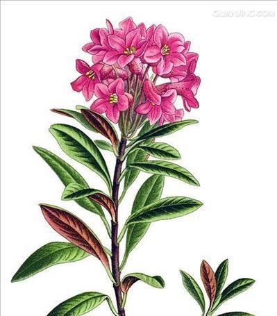 哪些花草含有毒素？如何避免在家中种植有毒植物？