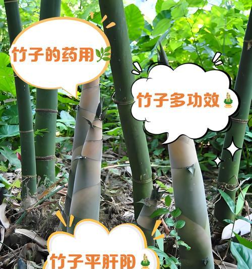 竹子生长需要哪种肥料？