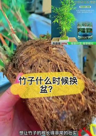 竹子生长需要哪种肥料？