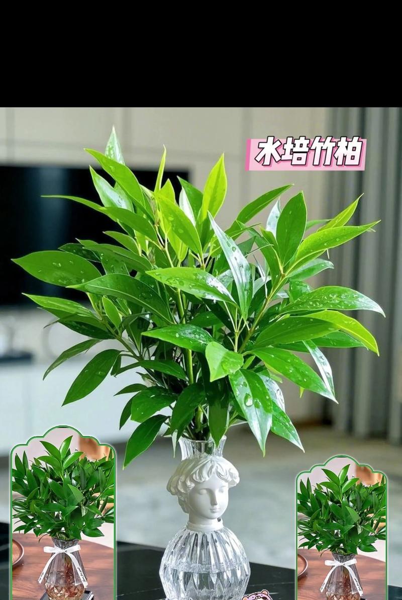 竹柏施肥的正确方法是什么？