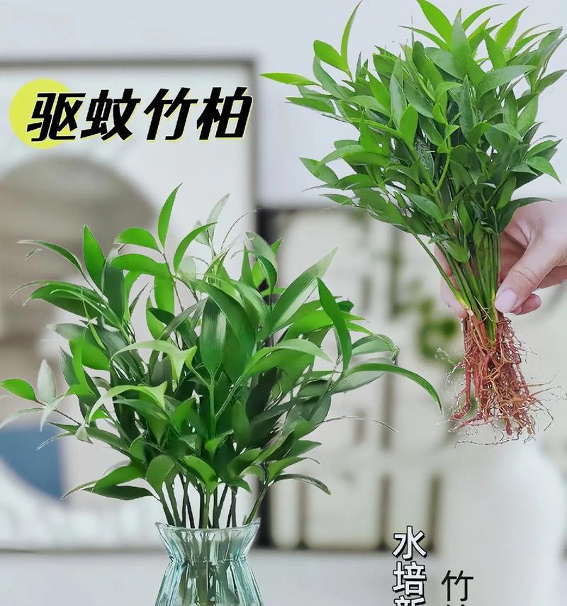 竹柏施肥的正确方法是什么？