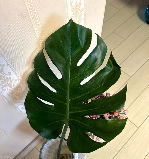 龟背竹适合什么样的盆？如何选择合适的盆栽？