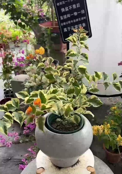 金鱼花的养殖方法有哪些？