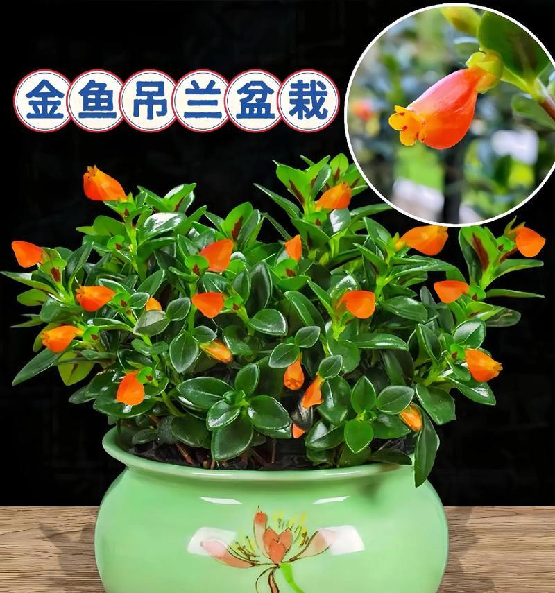 金鱼花的养殖方法有哪些？
